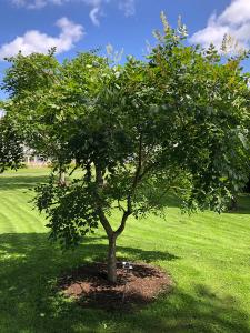 Koelreuteria Paniculata is also known as Pride of India or Golden Rain tree, pretty, flowering ornamental tree buy online for UK delivery