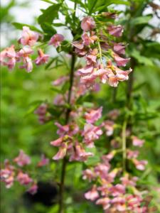 Laburnocytisus adamii Adam