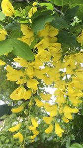 Laburnum Anagyroides is known as the Common Laburnum tree - part of our deciduous trees collection for sale online, UK delivery.