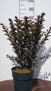 Lagerstroemia Black Diamond Mystic Magenta Crape Myrtle