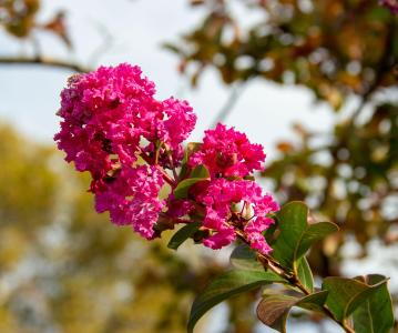 Lagerstroemia Indiya Charms Braise d’eté (Summer Embers) flowering shrub buy UK