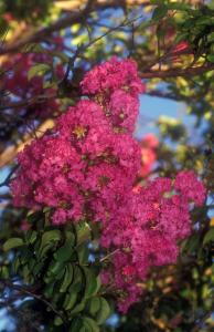 Lagerstroemia Indiya Charms Fuchsia d’été Summer Fuchsia flowering plants to buy UK