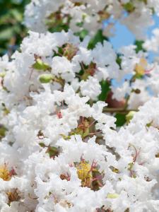 Lagerstroemia Indica Nivea Crape Myrtle beautiful white flowering for sale online UK