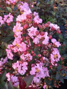 Lagerstroemia indica Rhapsody in Pink crape myrtle flowers in full bloom with soft pink petals