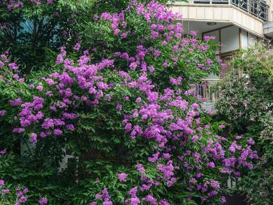 Lagerstroemia Indica Violacea Violet Crape Myrtle, purple flowering crape myrtle to buy online UK