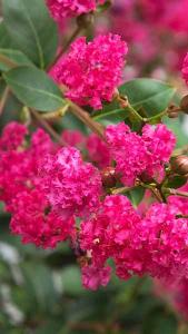 Lagerstroemia Indica Infinitini Watermelon Crape Myrtle