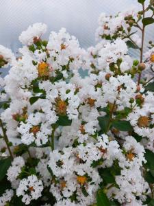 Lagerstroemia Indiya Charms Neige d’Été crape myrtle in full bloom with pure white flowers