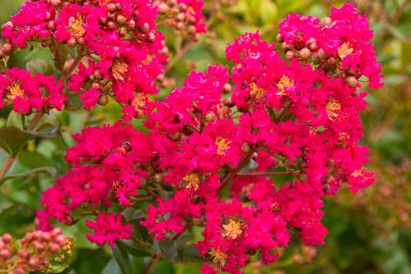 Lagerstroemia Indica Rubra Magnifica, a Crape Myrtle with deep pinkish red flowers for sale online UK