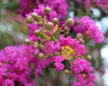 Lagerstroemia Indiya Charme Violet de ete, flower details, buy online UK