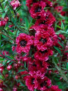 Leptospermum Scoparium Red Damask is an evergreen shrub with deep red double flowers, buy online UK