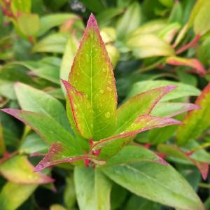 Leucothoe Zeblid with compact red and green foliage