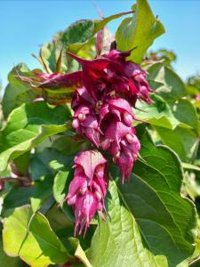 Leycesteria formosa Purple Rain Honeysuckle deciduous shrub with purple flowers