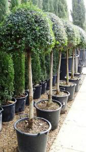 Ligustrum Jonandrum Lollipop Topiary to buy online from Paramount Topiary Nursery, London UK