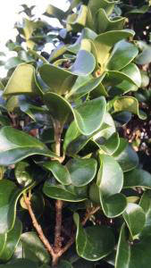 Ligustrum Japonicum Coriaceum - for sale online at our London plant centre, UK