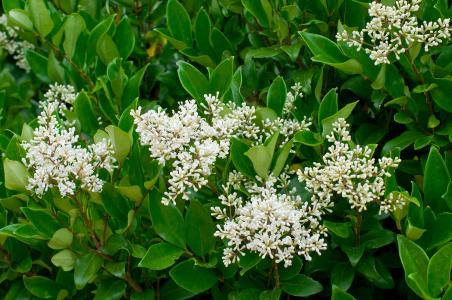 Ligustrum Japonicum Texanum Japanese Privet Hedging, good hedging for coastal planting