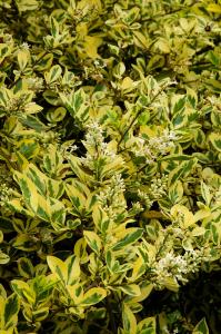 Ligustrum Ovalifolium Aureum, golden variegated foliage commonly known as Privet hedging, buy UK