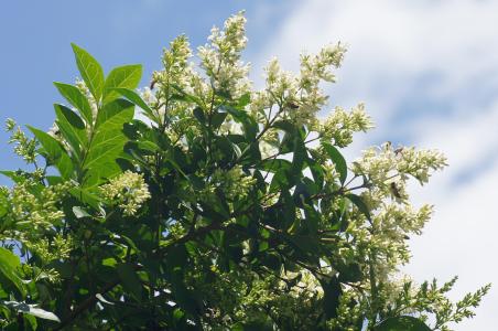 Ligustrum Ovalifolium foliage & flowers, evergreen shrub ideal for topiary and hedging UK