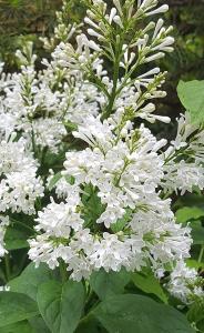 Syringa Prestoniae Agnes Smith, white flowering, fragrant Lilac tree for sale online UK