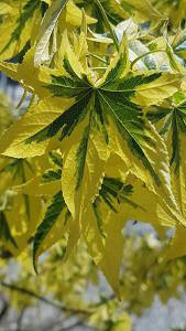 Liquidambar Styraciflua Golden Treasure, a variegated Sweetgum tree - good specimens to buy online with UK delivery