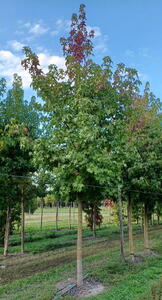 Liquidamber Styraciflua Trees, Summer Foliage, Trees for Sale UK