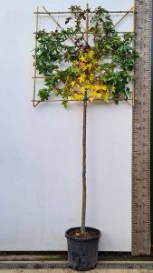 Pleached Liquidambar Styraciflua (Pleached Sweet Gum)