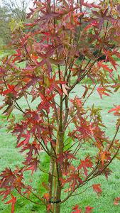 Liquidambar Styraciflua Stared Sweet Gum, a very colourful variety with distinctive deeply cut, star-shaped leaves turning fabulous scarlet & deep red in autumn