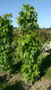 Liquidambar Styraciflua Slender Silhouette, a very upright & narrow variety of Sweet Gum with deeply cut, star-shaped leaves & fabulous autumn colours.