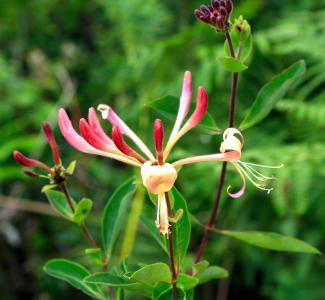 Lonicera Japonica Chinensis Japanese Honeysuckle climber flowering, buy online UK delivery