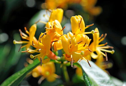 Lonicera Henryi Copper Beauty, Honeysuckle climber flowering, for sale online UK.