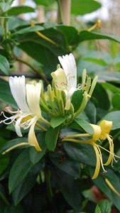 Lonicera Delavayi Honey Suckle. Buy Online London UK.