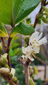 Lonicera Fragrantissima Winter Flowering Honeysuckle, a bushy deciduous shrub with simple, ovate leaves, and pairs of very fragrant cream flowers in winter