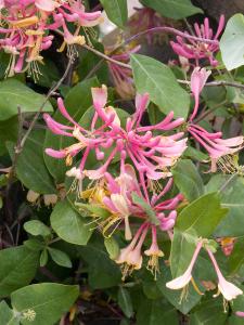 Lonicera Gold Flame Honeysuckle climber flowering, vigorous and very fragrant climber, buy online UK