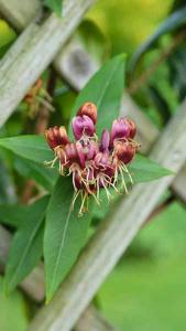 Lonicera Henryi Copper Beauty, Honeysuckle. Buy Online London UK.