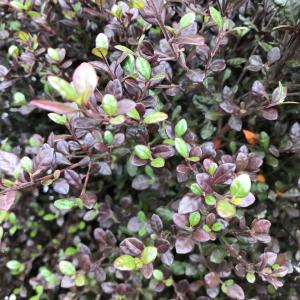 Lophomyrtus Red Dragon Myrtle with dark red foliage