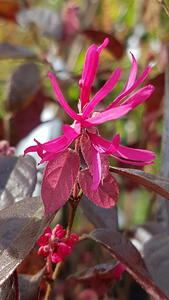 Loropetalum Chinense Fire Dance evergreen shrub with pretty pink flowers, for sale online with UK delivery