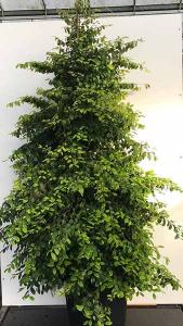 Loropetalum Chinense Chinese Fringe Bush for Sale Online UK