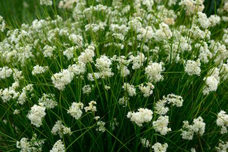 Luzula Nivea or Snowy Woodrush White Flowering Perennial for Shade for sale online UK