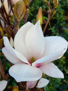 Magnolia Alba Superba, a classic beauty with large fragrant white blooms and lush green foliage. Perfect for creating a serene garden atmosphere