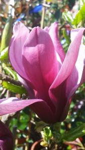 Magnolia Lilliflora Nigra or Black Lily Magnolia for sale online UK