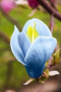 Magnolia Acuminata Blue Opal single flower, rare and unusual blue flowering Magnolia buy UK