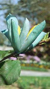 Magnolia Acuminata Blue Opal