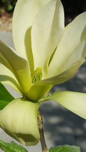 Close up of Yellow Magnolia Butterflies showing stamens and goblet shaped flower