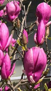 Magnolia Cleopatra 