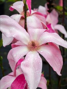 Magnolia Daybreak deciduous tree with pink fragrant flowers