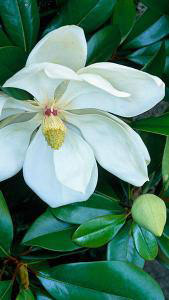 Magnolia grandiflora for sale at specialist nursery, London, UK