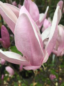 Magnolia Henry Kern, pink conical flowers in April, shrub and multi-stemmed trees for sale online, UK delivery