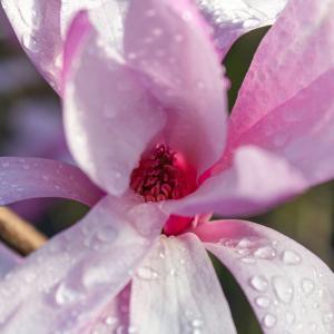 Magnolia Leonard Messel tree in full bloom with pink and white flowers