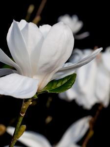 Magnolia Loebneri Wildcat is a compact deciduous tree producing abundant, star-shaped white flowers with a hint of blush in early spring, offering elegance and charm to any garden.