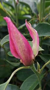 Magnolia Pink Pyramid Ornamental Tree for Small Gardens