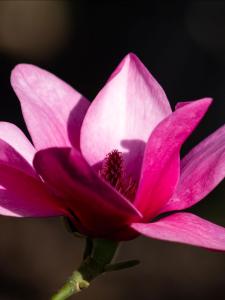 Stunning upright magnolia variety with an elegant pyramid shape. It boasts vibrant pink tulip shaped flowers that bloom in mid to late spring.